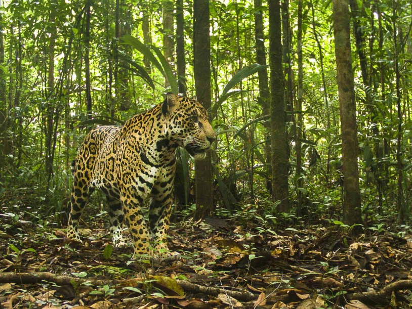 Jaguar au Centre spatial guyanais